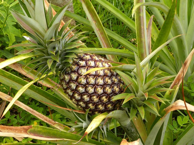 Click to See Next Image