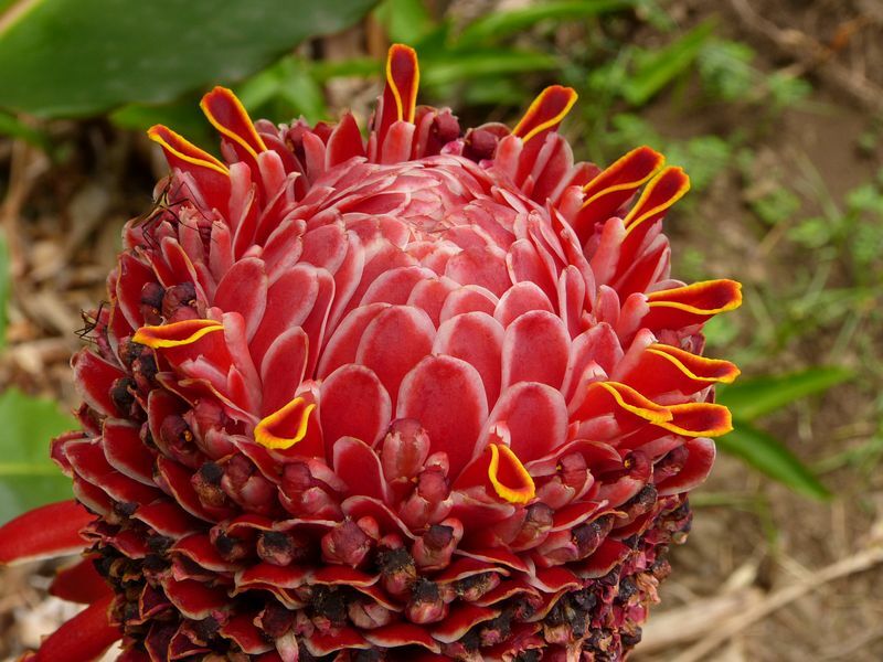 Click to See Next Image