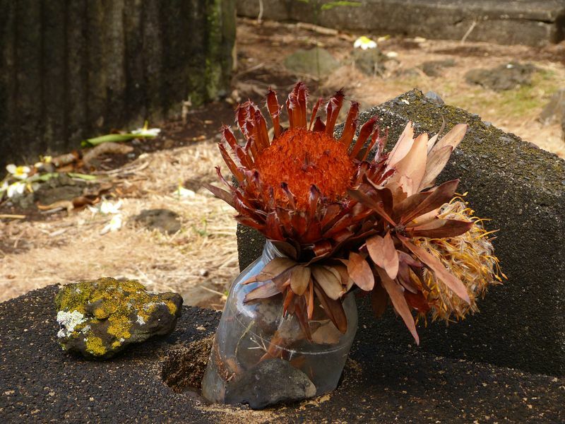 Click to See Next Image