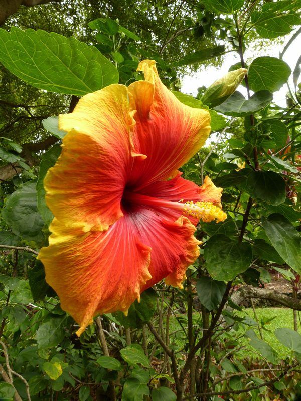 Click to See Next Image