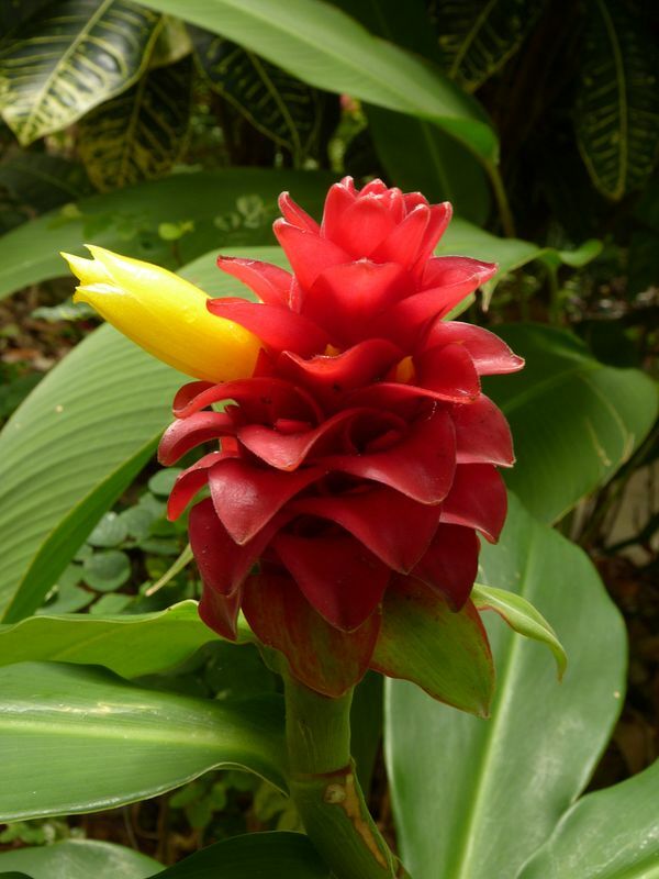 Click to See Next Image