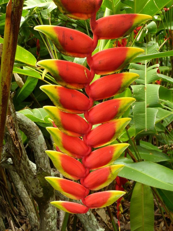 Click to See Next Image