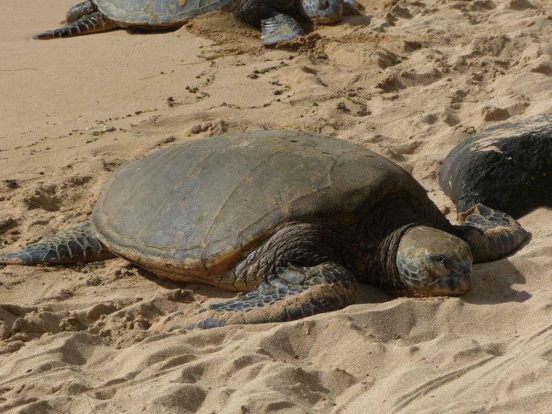 Click to See Next Image