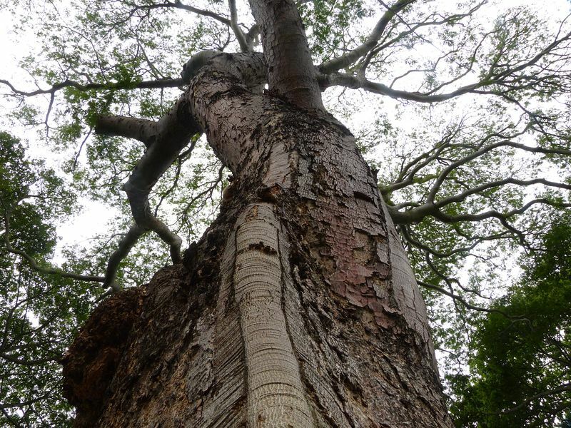 Click to See Next Image