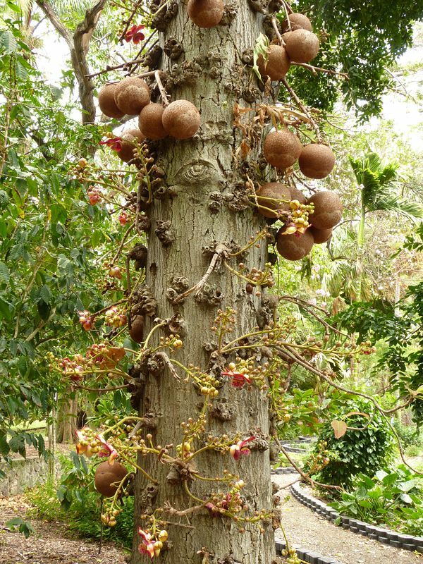 Click to See Next Image