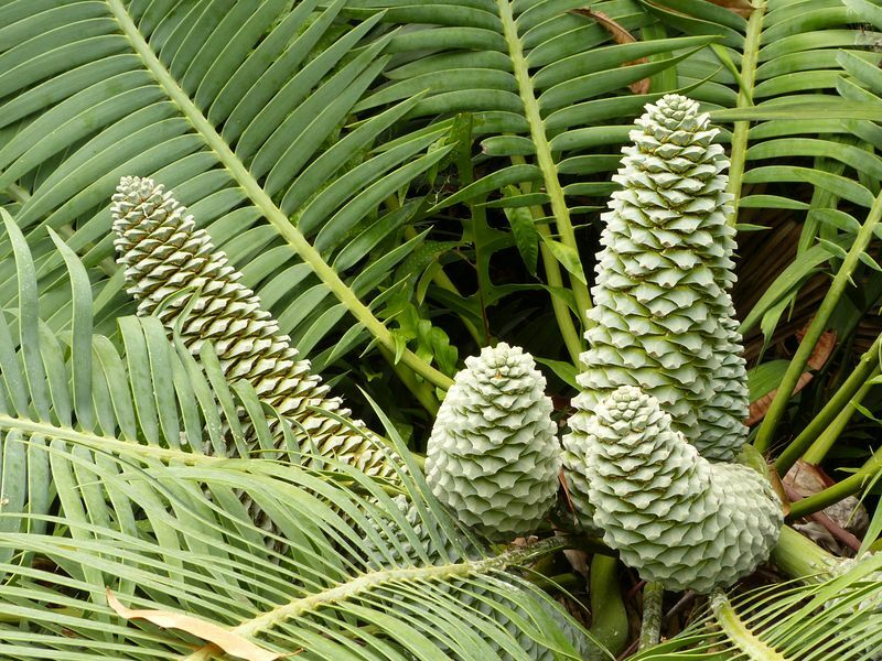 Click to See Next Image