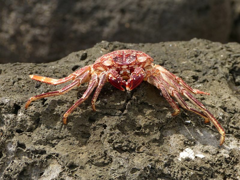 Click to See Next Image