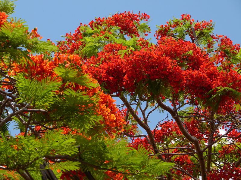 Click to See Next Image