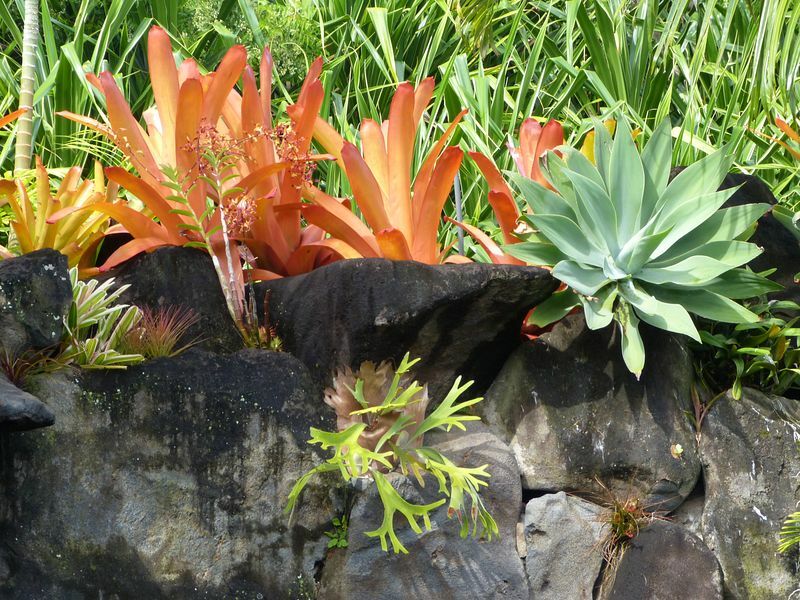 Click to See Next Image