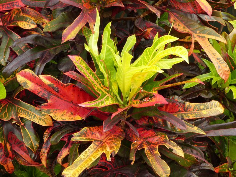 Click to See Next Image