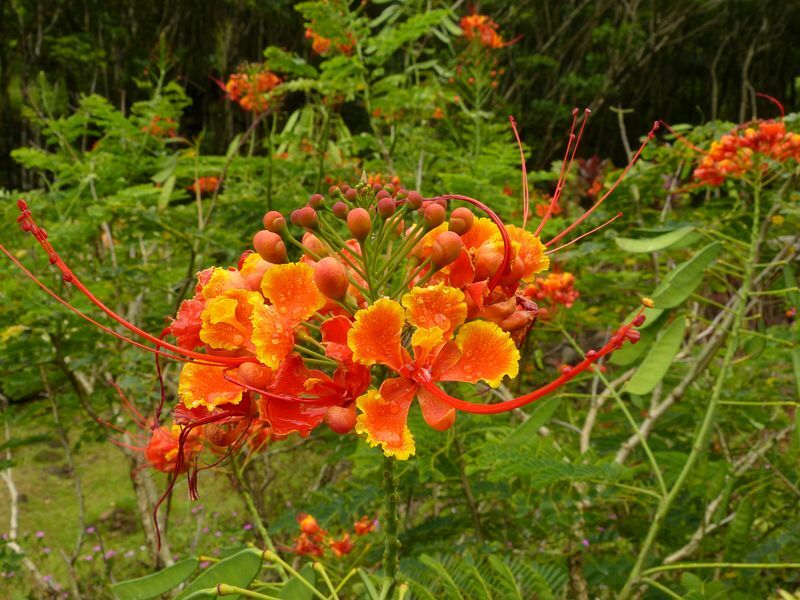 Click to See Next Image