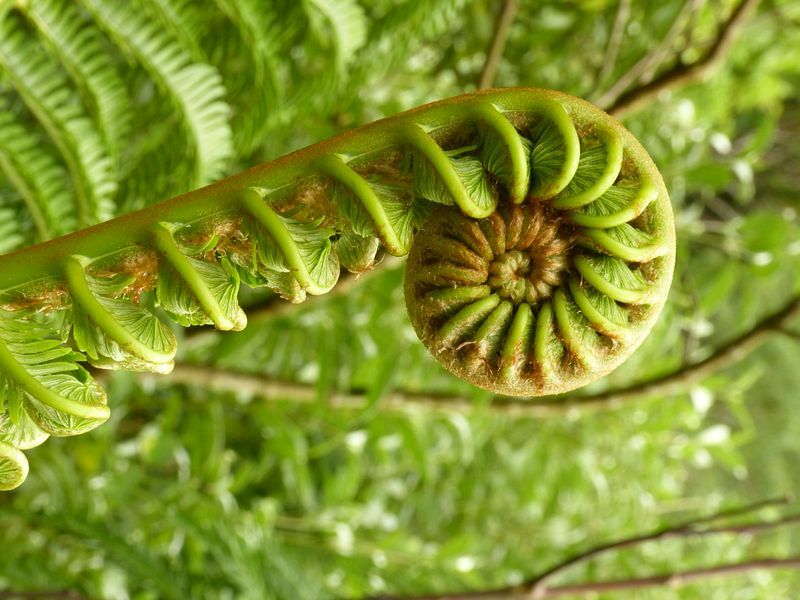 Click to See Next Image