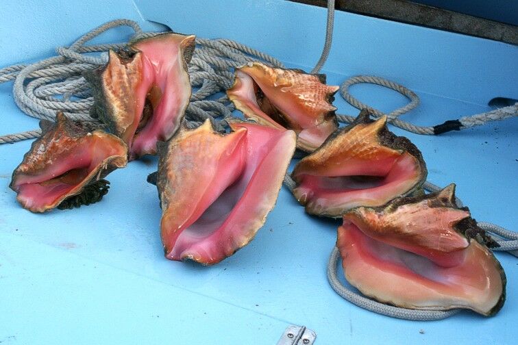 Click to See Next Image