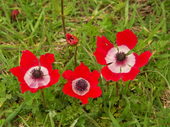 Click to See Next Image