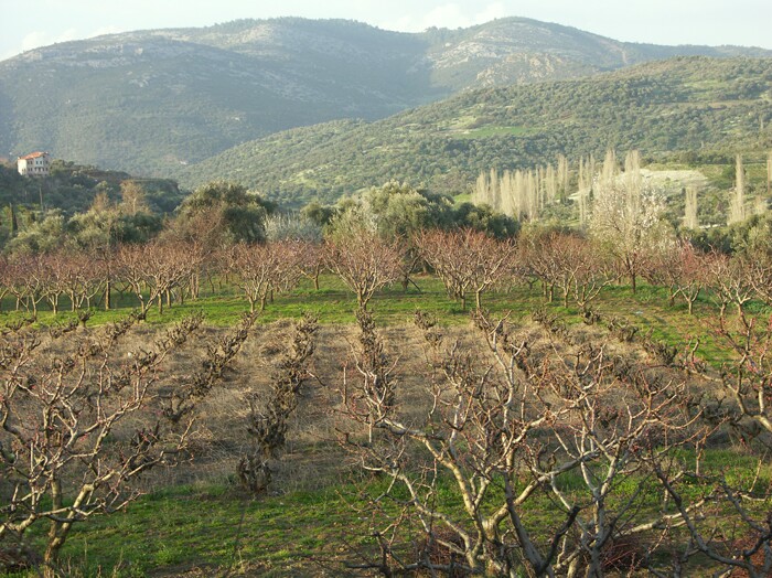 Click to See Next Image