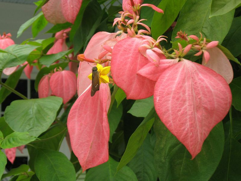 Click to See Next Image