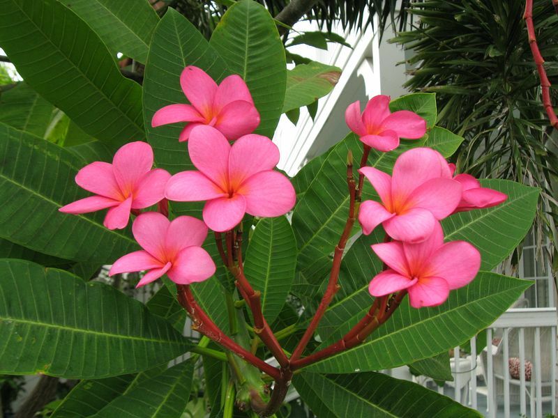 Click to See Next Image