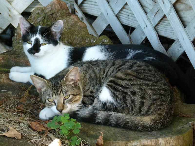 Click to See Next Image