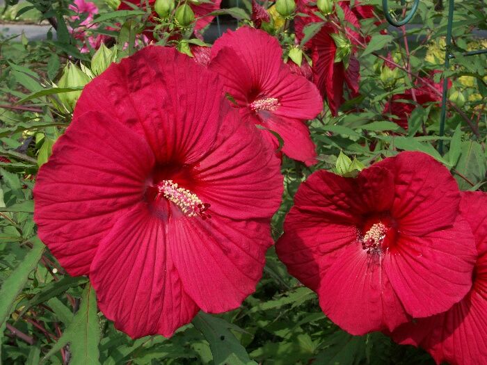 Click to See Next Image