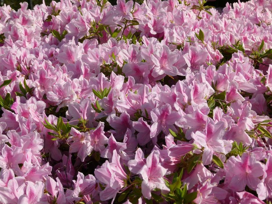 Click to See Next Image