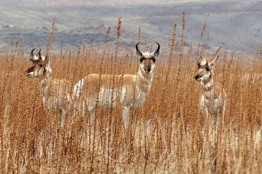 Click to See Next Image