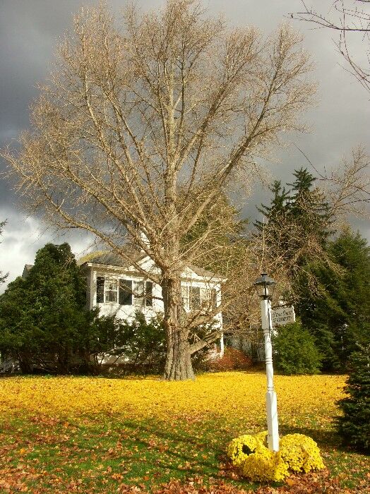 Click to See Next Image