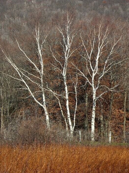 Click to See Next Image