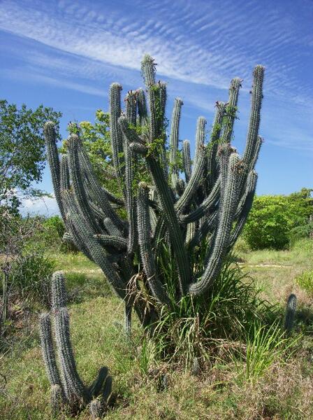 Click to See Next Image