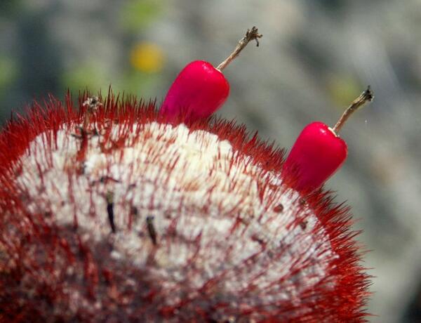 Click to See Next Image