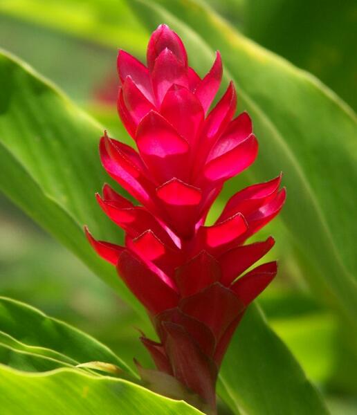 Click to See Next Image