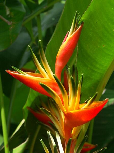 Click to See Next Image