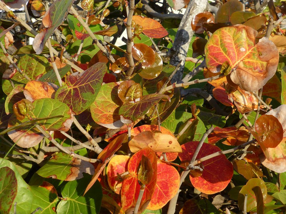 Click to See Next Image