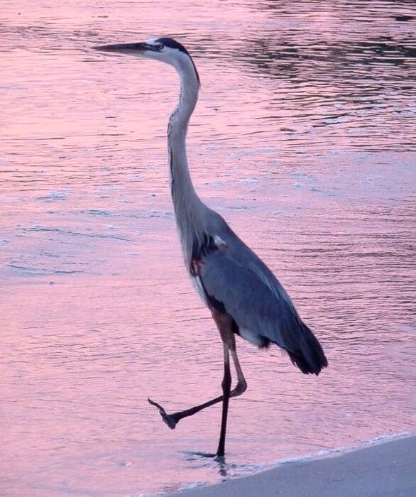 Click to See Next Image