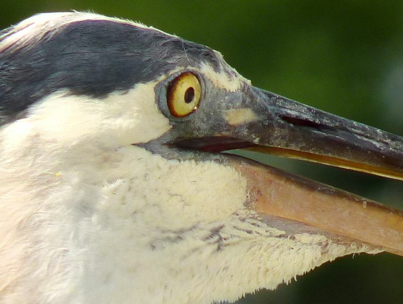 Click to See Next Image