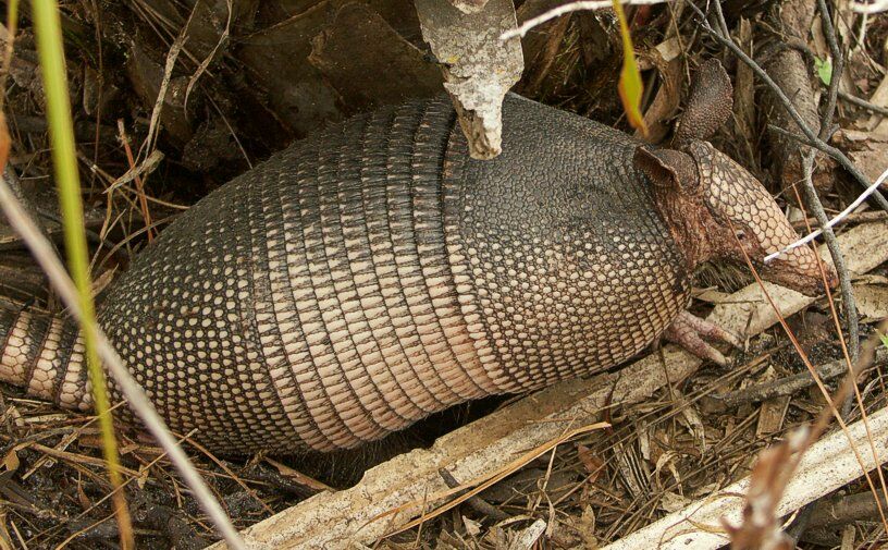 Click to See Next Image