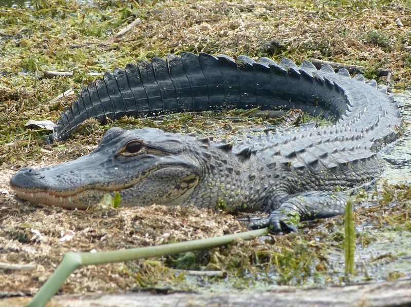 Click to See Next Image