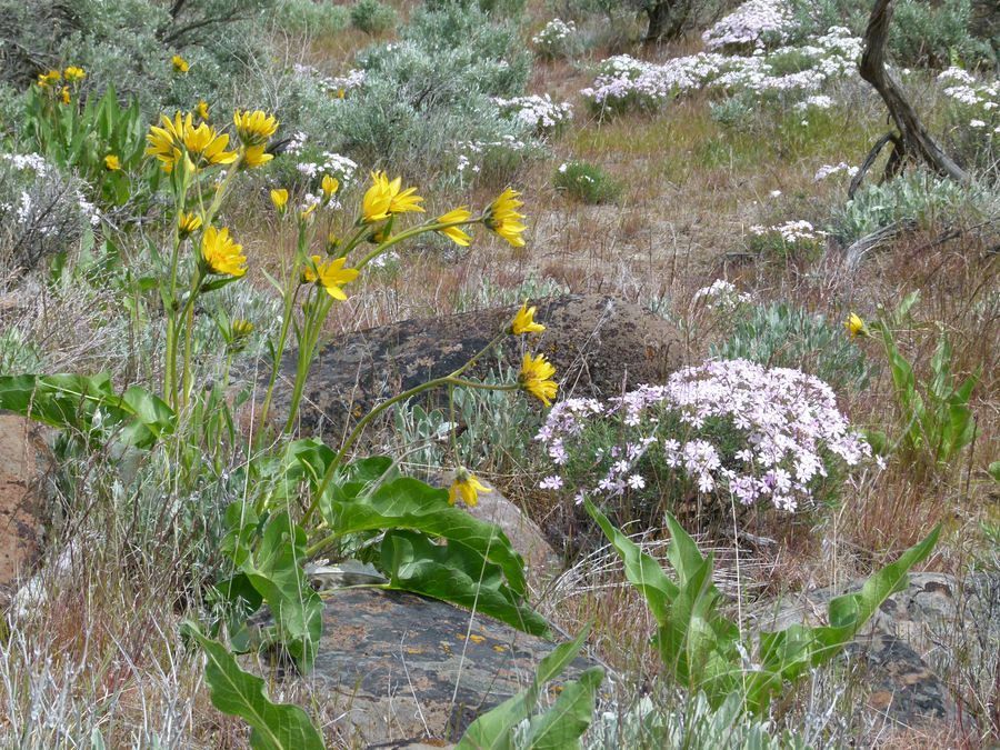 Click to See Next Image