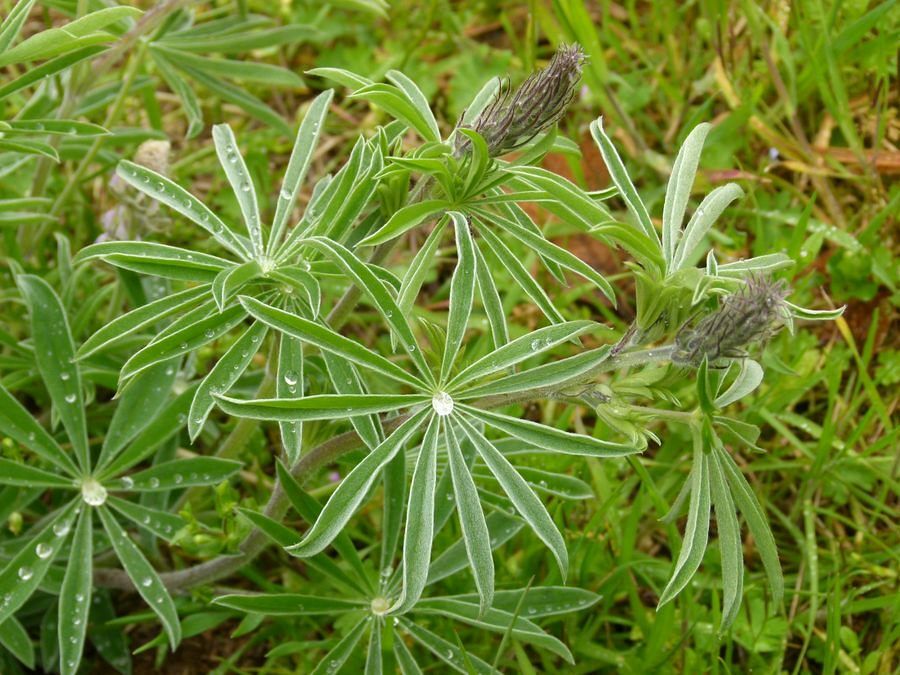 Click to See Next Image